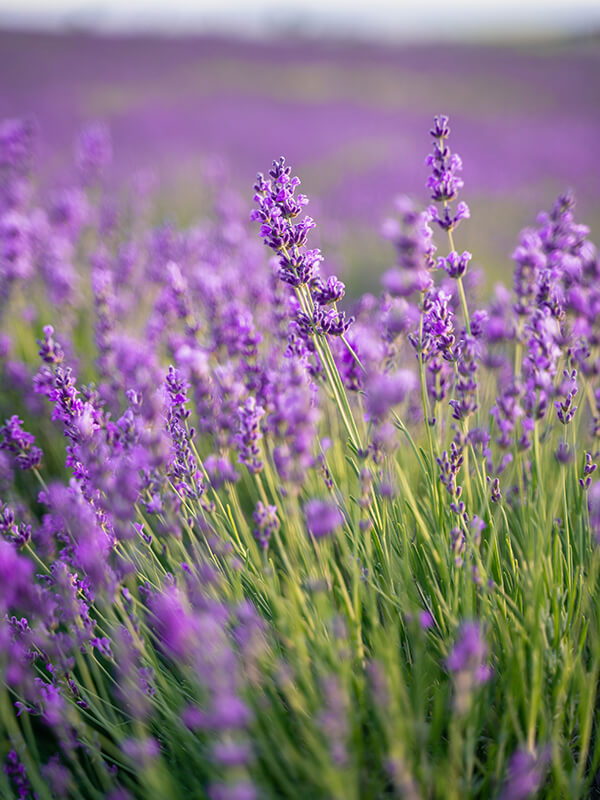 Bigelow Tea | Stress Relief and Relaxation thumbnail