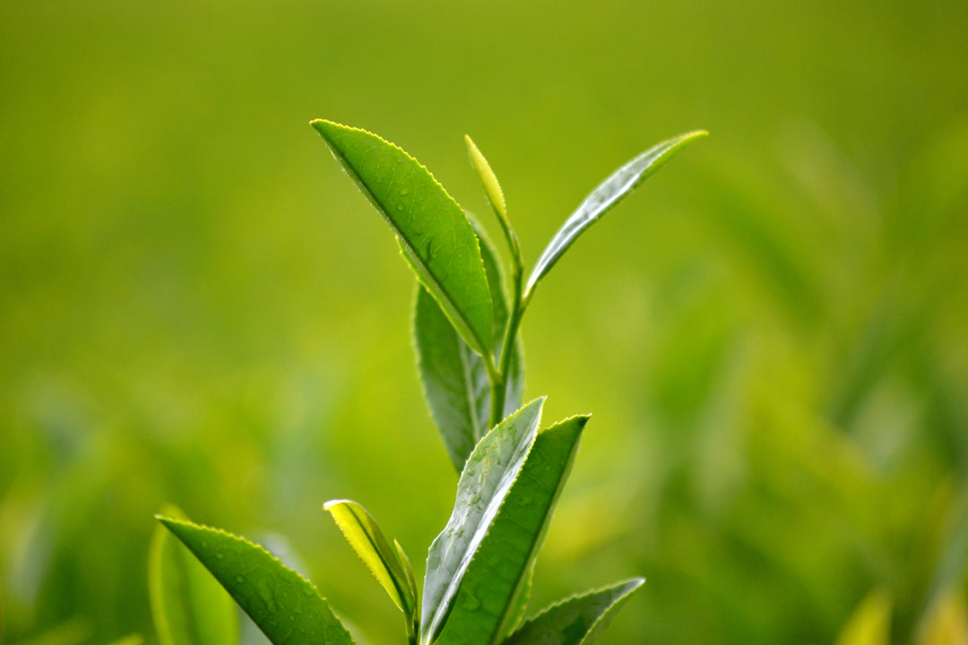 Bigelow Tea | Green Tea leaf
