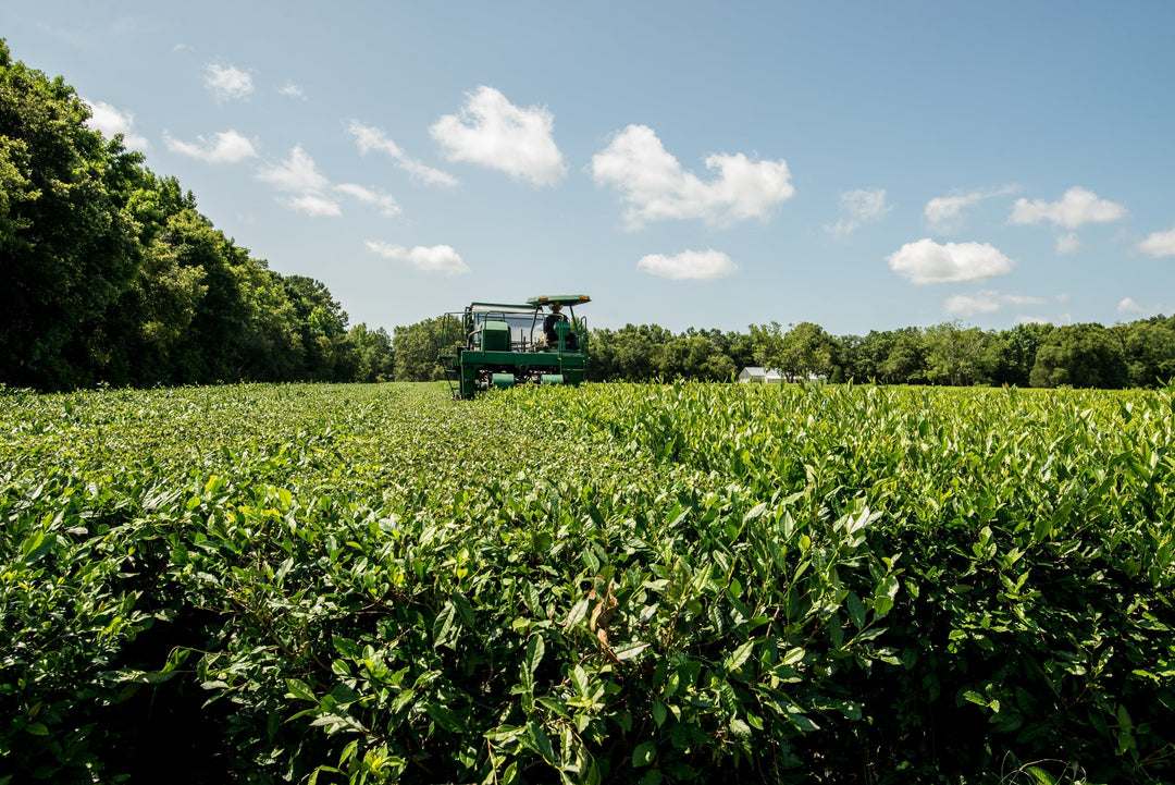 How Tea Shaped America: From the Boston Tea Party to 2.3 Billion Tea Bags a Year