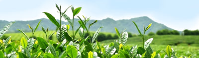 This Is Why You Should Get Excited About Flavonoids In Bigelow Teas