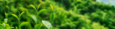 Bigelow Tea’s Commitment to Sustainability