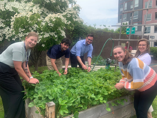Bigelow Tea's Community Garden: Community, Connection and Fresh Produce
