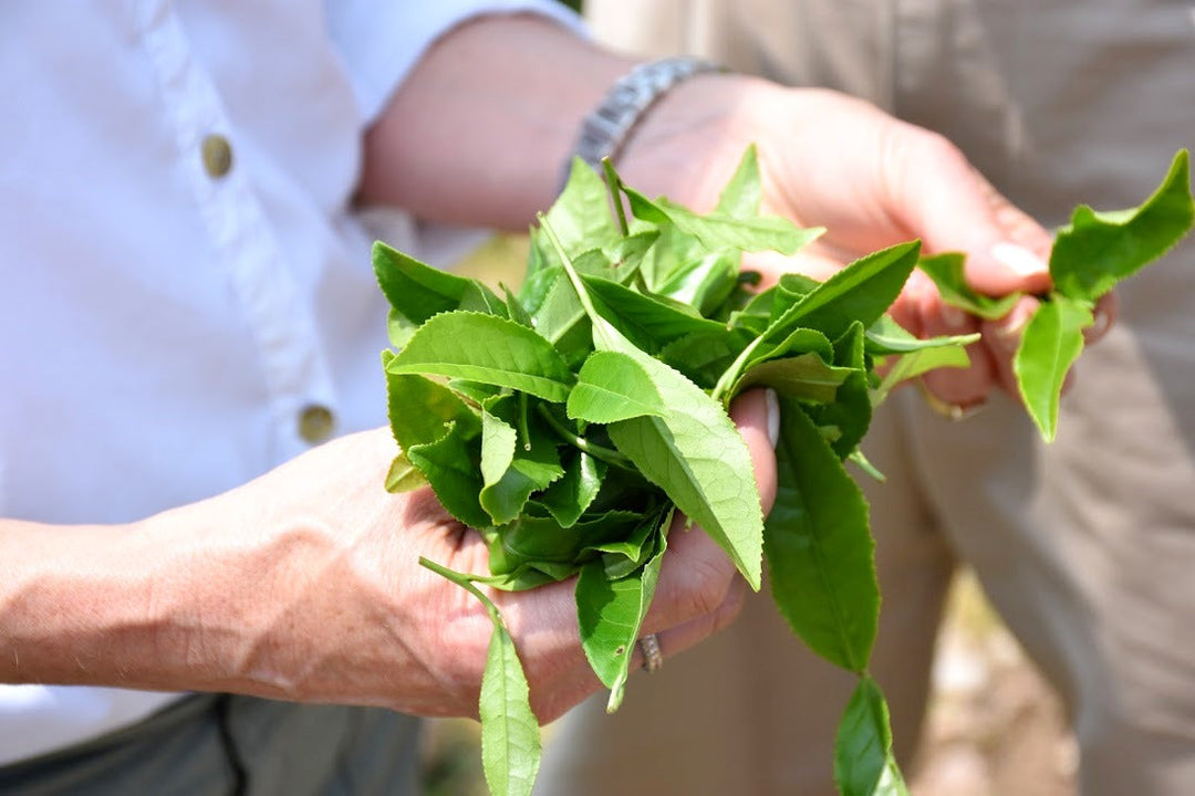 hand holding tea leaves
