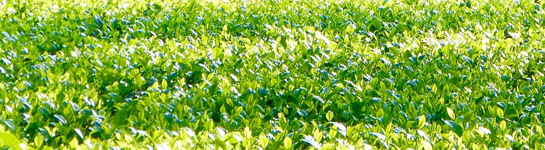 There Is No Glyphosate In A Cup Of Bigelow Tea