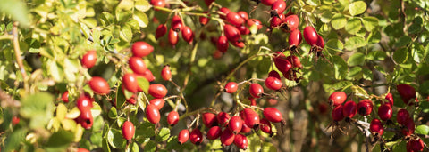 What Are Rose Hips? How Bigelow Tea Sources This Vitamin C-Rich Ingredient