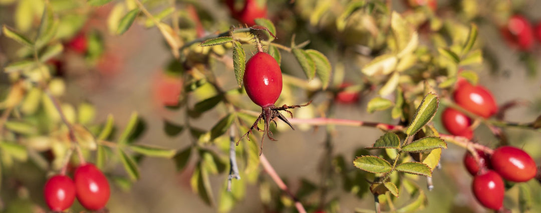 Rosehips on plant in field of rosehips