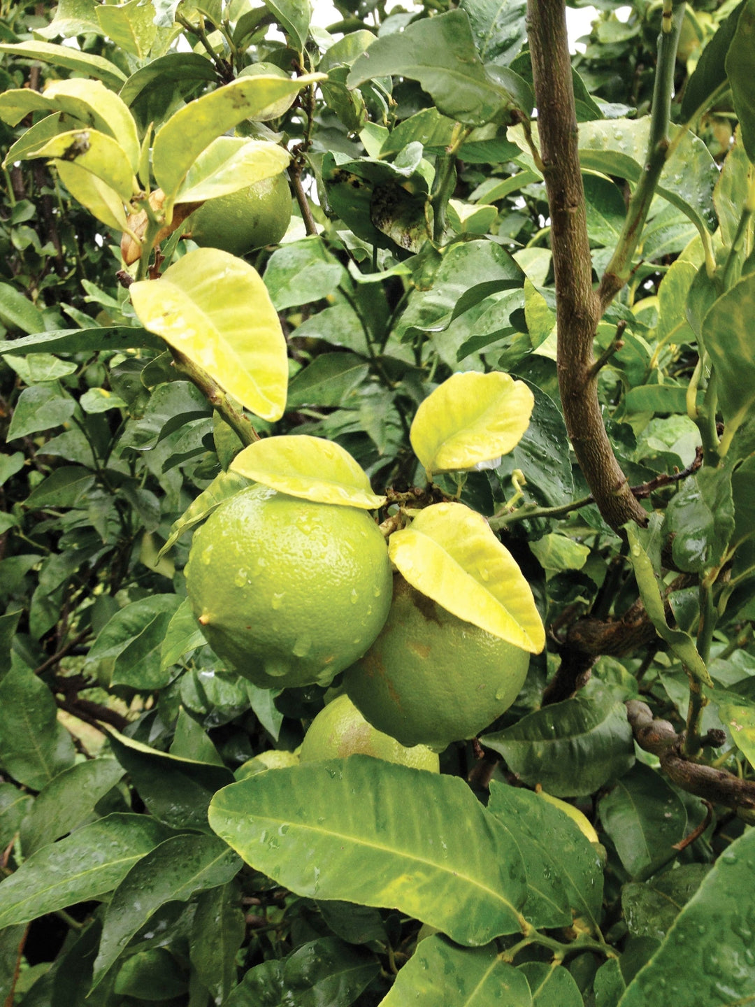 Bigelow Tea Uses Real Essential Oils