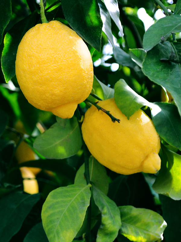Immune Support