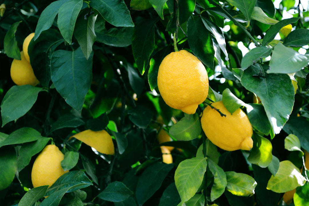 Bigelow Tea | Lemon Orchard with lemons hanging