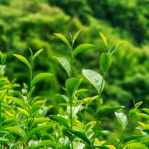 Bigelow Tea - Need a boost or improved focus? A balanced charge of caffeine can give you added pep and concentration.
