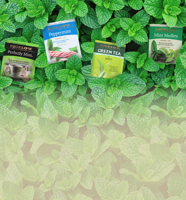 Four Bigelow herbal tea packets arranged on a bed of fresh green mint leaves. The packets include Peppermint, Perfectly Mint, Green Tea, and Mint Medley.