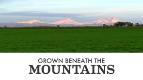 White snow-capped mountains with green filed of mint