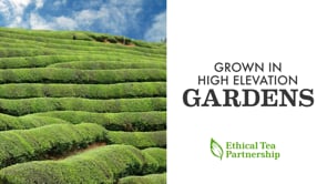 Click to view video displaying Green Tea