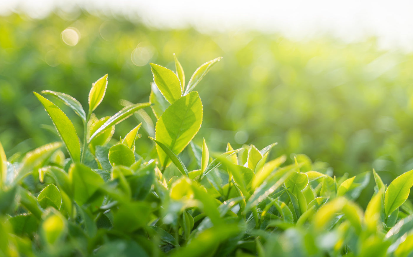 Bigelow Tea | Discover Our Ingredients - tea leafs in a tea field